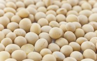 Soya beans contain isoflavone
